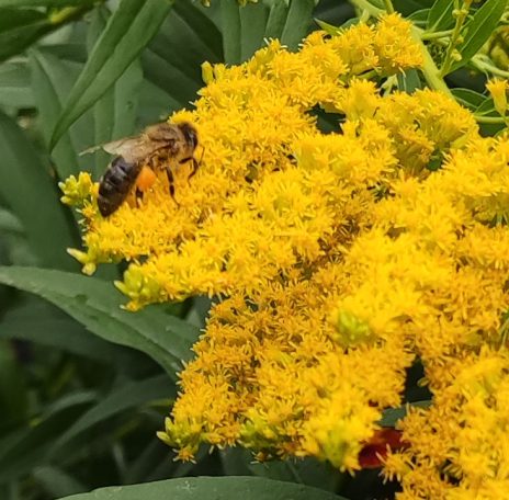 Autumn Foraging on Golden Rod